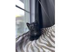 Adopt Marty-Kitchener a All Black Domestic Shorthair / Domestic Shorthair /