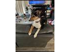 Adopt Roo a Tricolor (Tan/Brown & Black & White) Rat Terrier / Mixed dog in