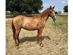 Adopt Conchita a Paso Fino / Mixed horse in Houston, TX (35267353)
