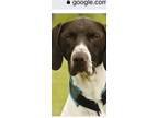 Adopt Bridget a Black - with White Pointer / Mixed dog in Tonopah, AZ (35266163)