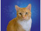 Adopt Bella a Orange or Red Tabby Domestic Shorthair / Mixed (short coat) cat in