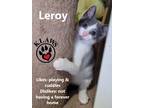 Adopt Leroy a Gray or Blue Domestic Shorthair (short coat) cat in Lindsay