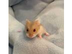 Adopt Baby H 1 A White Hamster / Hamster / Mixed Small Animal In Wausau