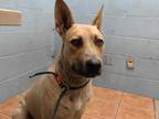 Adopt CHAMP a Tan/Yellow/Fawn - with White German Shepherd Dog / Mixed dog in