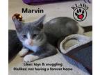 Adopt Marvin a Gray or Blue Domestic Shorthair (short coat) cat in Lindsay