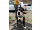 Adopt Beauty a Black - with White Staffordshire Bull Terrier / Mixed dog in