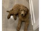 Goldendoodle PUPPY FOR SALE ADN-425453 - White Collar Boy