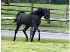 A Proven Black Arabian Stallion