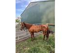 13 yr old dash for cash, jet deck, breed mare, barrel racing horse