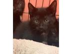 Adopt Willow-kitten a All Black Domestic Shorthair / Mixed (short coat) cat in