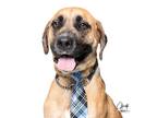 Adopt Bolt **Rescue Center** a Tan/Yellow/Fawn - with Black Black Mouth Cur dog