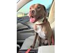 Adopt Lois a Brown/Chocolate - with White Boxer / American Pit Bull Terrier /
