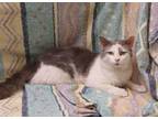 Adopt Tuffy a White Domestic Mediumhair (medium coat) cat in Forrest City