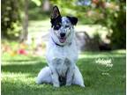 Adopt Ollie a Tricolor (Tan/Brown & Black & White) Anatolian Shepherd / Corgi /