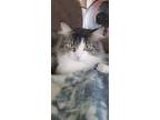 Adopt John a Gray or Blue Maine Coon / Domestic Shorthair / Mixed cat in