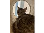 Clawdia-kitchener, Domestic Shorthair For Adoption In Kitchener, Ontario