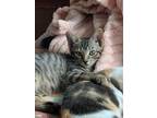 Adopt Astrid a Gray, Blue or Silver Tabby Domestic Shorthair / Mixed cat in