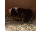 Adopt Armin a Guinea Pig small animal in Gainesville, FL (35273432)