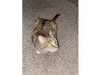 Adopt Keanu a Brown or Chocolate Bengal / Mixed (medium coat) cat in Culver