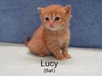 Lucy Domestic Shorthair Kitten Female
