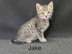 Jake Domestic Shorthair Kitten Male
