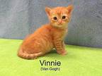 Vinnie Domestic Shorthair Kitten Male