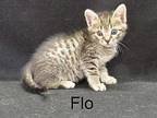 Flo Domestic Shorthair Kitten Female