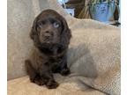 Boykin Spaniel PUPPY FOR SALE ADN-426330 - 7 Great Hunting and Family Dogs