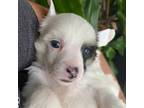 Chinese Crested Puppy for sale in Daytona Beach, FL, USA