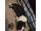Border Collie Puppy for sale in Berryville, AR, USA
