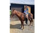 Professional Field Trial Tennessee Walking Horse