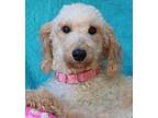 Ruby Poodle (Miniature) Young Female