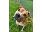 Clementine American Pit Bull Terrier Adult Female
