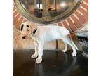Dogo Argentino Puppy for sale in Binghamton, NY, USA