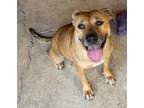 Adopt Tasha a White - with Tan, Yellow or Fawn Black Mouth Cur / Mixed dog in