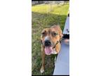 Adopt Peppy a Tricolor (Tan/Brown & Black & White) American Pit Bull Terrier /