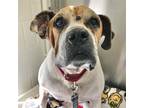 Adopt OPERA* a White - with Tan, Yellow or Fawn Boxer / Mixed dog in Tucson