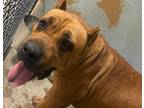 Adopt Candice a Tan/Yellow/Fawn Cane Corso / Mixed dog in Madera, CA (35293194)