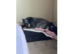 Adopt Camilia a Black - with Tan, Yellow or Fawn Australian Cattle Dog / Mixed