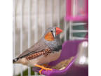 Hux, Finch For Adoption In Calgary, Alberta