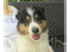 Collie PUPPY FOR SALE ADN-426900 - Collie Pups