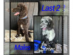 Poodle (Standard) PUPPY FOR SALE ADN-426738 - AKC Standard Poodle Puppies