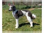 Sheepadoodle DOG FOR ADOPTION RGADN-1036103 - Forrest - Poodle (Standard) / Old