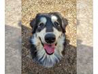 Alaskan Malamute-Bernese Mountain Dog Mix DOG FOR ADOPTION RGADN-1037318 - MAX -