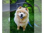 Chow Chow DOG FOR ADOPTION RGADN-1038769 - Frodo - Chow Chow (long coat) Dog For