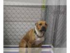 American Pit Bull Terrier Mix DOG FOR ADOPTION RGADN-1039069 - TAIKA - Pit Bull