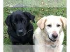Golden Labrador DOG FOR ADOPTION RGADN-1043323 - Bailey & Elsie - Courtesy Post