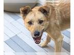 Chinese Shar-Pei Mix DOG FOR ADOPTION RGADN-1034709 - KURO - Jindo (Korean) /