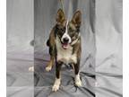 Collie DOG FOR ADOPTION RGADN-1034781 - Calvin - Collie Dog For Adoption