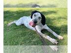 Bluetick Coonhound Mix DOG FOR ADOPTION RGADN-1034843 - Tracker - Bluetick